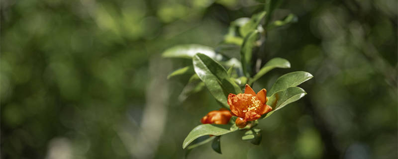 西安的市花是什么（西安的市花是什么树）