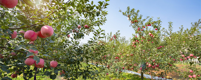 苹果树波尔多液的配制方法（苹果树波尔多液的配制方法和比例）