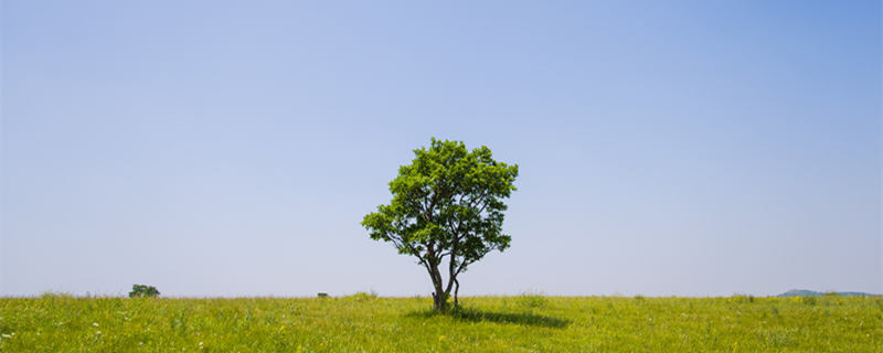 幸福树叶子发黄干枯掉落怎么办（幸福树叶子发黄干枯掉叶子是怎么回事）