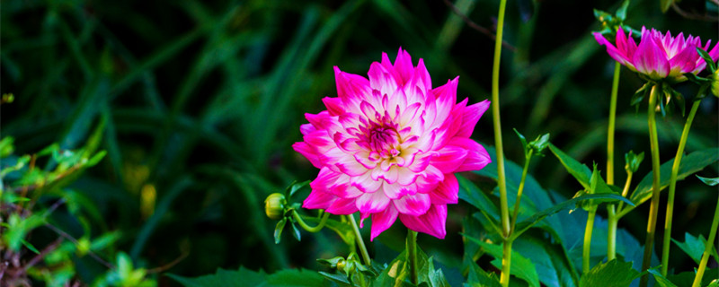 大丽花的花语和寓意（大丽花的花语和寓意是什么）