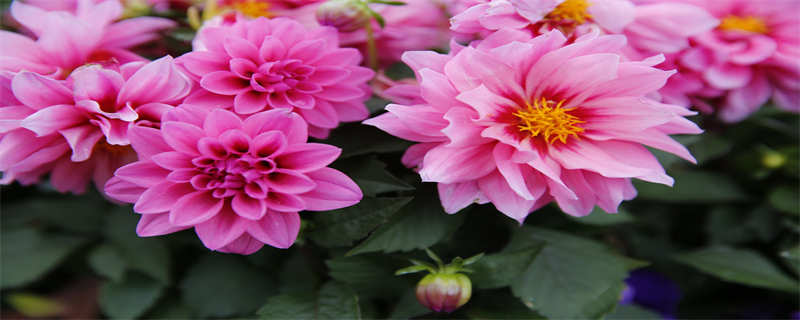 朱顶红花语象征与寓意（朱顶红 花语）