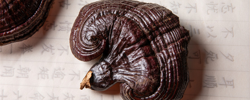 灵芝盆栽养殖方法（灵芝盆栽怎么养）