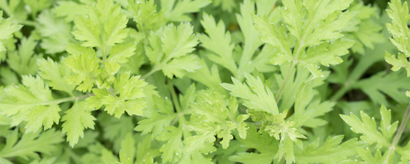 驱蚊草多久浇一次水（驱蚊草怎么浇水多久浇一次）