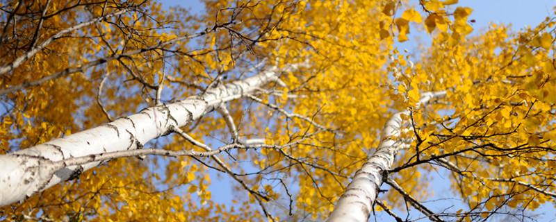 杨树叶子像什么 杨树叶子像什么样子