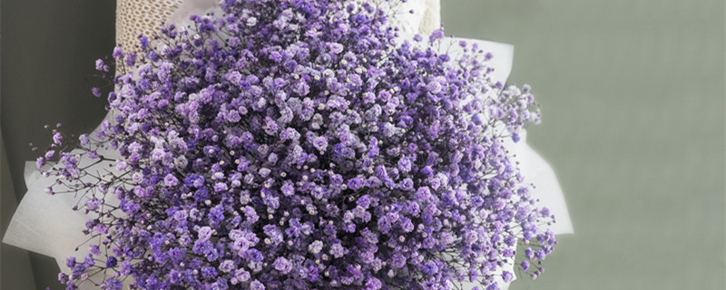 紫色满天星花语和寓意（蓝色满天星花语和寓意）