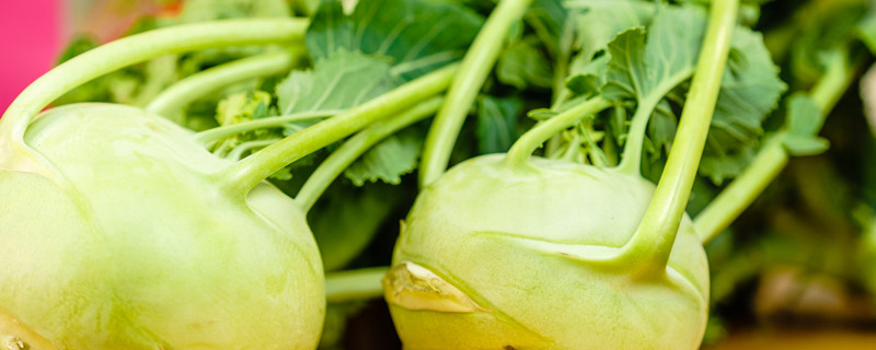 北方地区苤蓝种植技术(蓝莓适合什么地方种植)