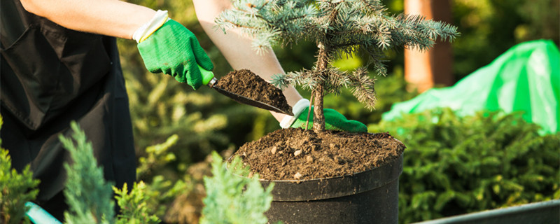 扦插苗如何快速生长（生长期扦插步骤）