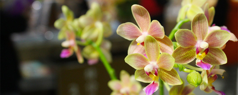 蝴蝶兰怎么养浇水（蝴蝶兰怎么养浇水施肥）