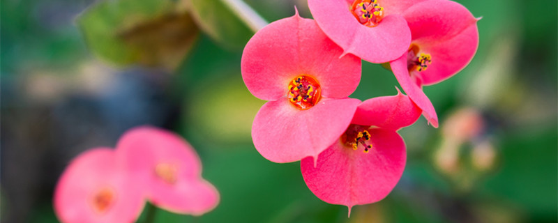 铁海棠放在室内有毒吗