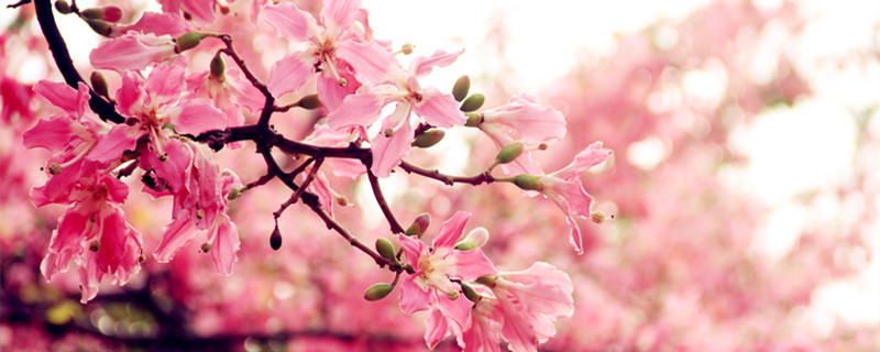 异木棉和木棉的区别 美丽异木棉和木棉的区别