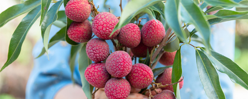 荔枝苗的种植方法 荔枝苗的种植方法和技术