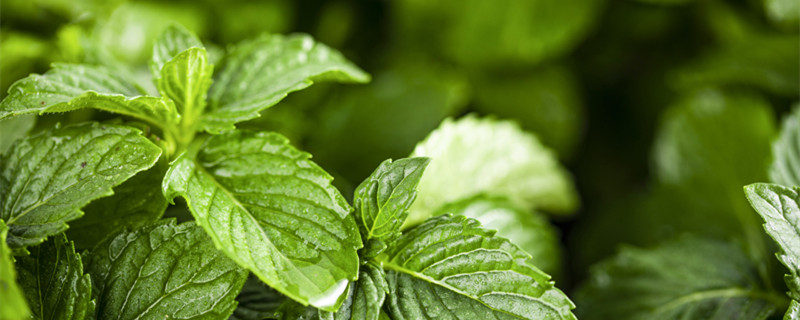 盆栽薄荷几天浇一次水（盆栽薄荷多久浇水）