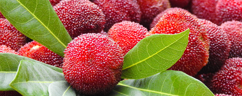 杨梅怎么清洗 杨梅怎么清洗里面的虫子