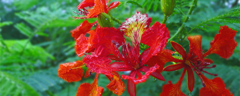 凤凰花为什么叫毕业花（毕业季凤凰花开）