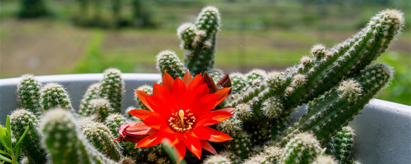 仙人球开花寓意 仙人球开花寓意着什么含义