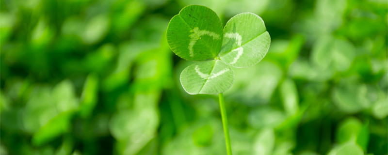 三叶草的花语和寓意（三叶草的寓意是什么）