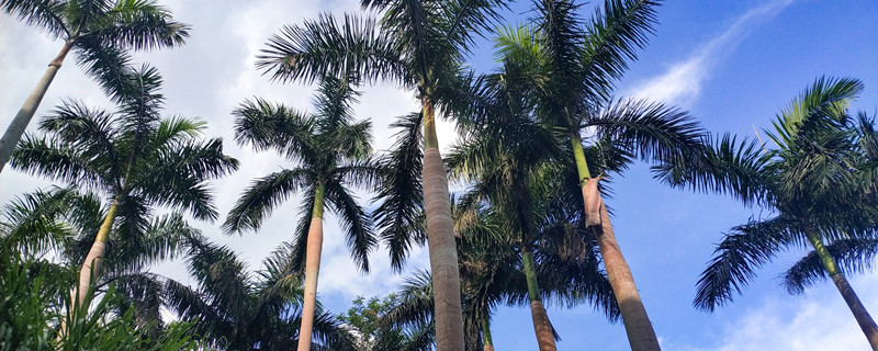 槟榔是什么做的 槟榔是什么做的里面有什么料