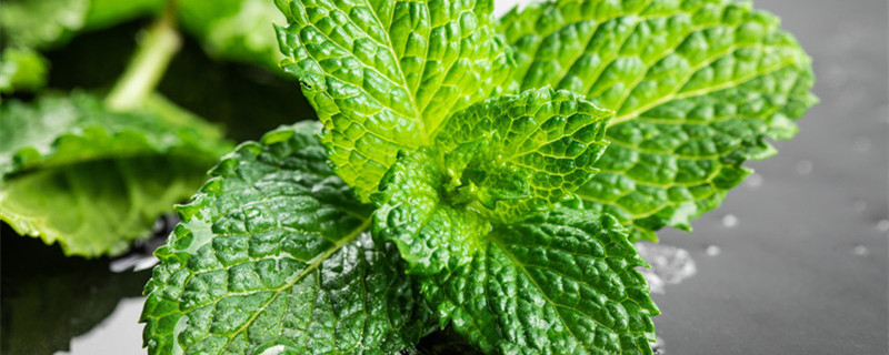 薄荷驱蚊吗 院子里种薄荷驱蚊吗