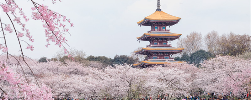 樱花的花期一般有几天（樱花的花期一般有几天五天六天七天）
