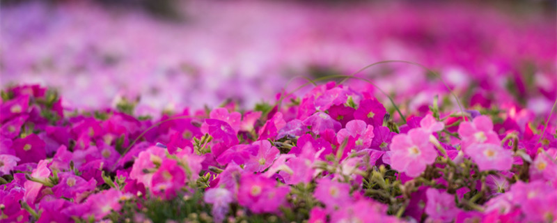 矮牵牛的花语和寓意（牵牛花花语及象征意义）