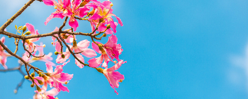 木棉花的花语是什么 木棉花的花语是什么 百度网盘