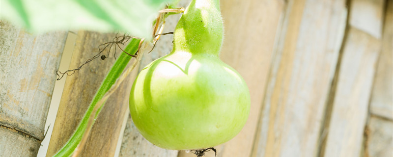 葫芦为什么只有雄花没有雌花 葫芦怎么没有雌花