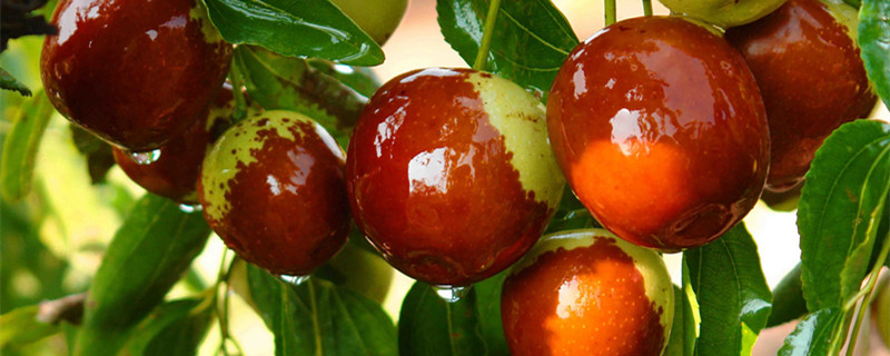 枣树开花不结果如何处理（枣树开花不坐果怎么办）