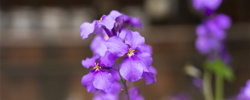 二月兰花语（二月兰花语和寓意）