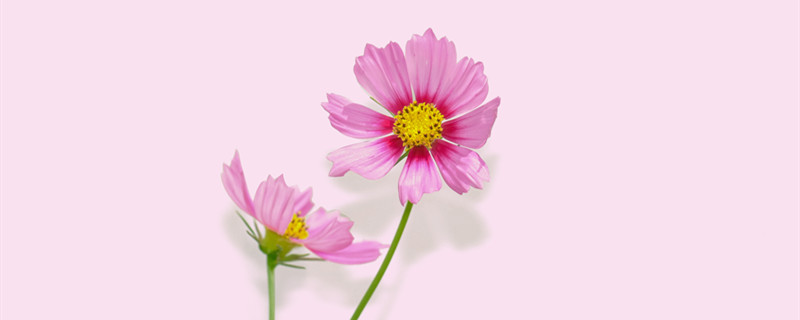 波斯菊花语（波斯菊花语象征着什么）