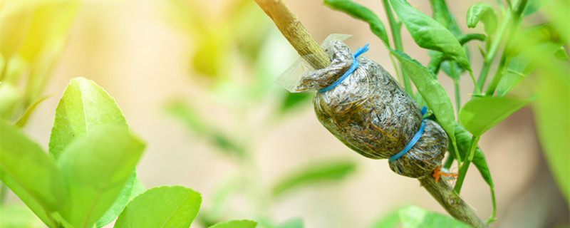 夏天芽接多少天去膜 秋季芽接后什么时候去膜