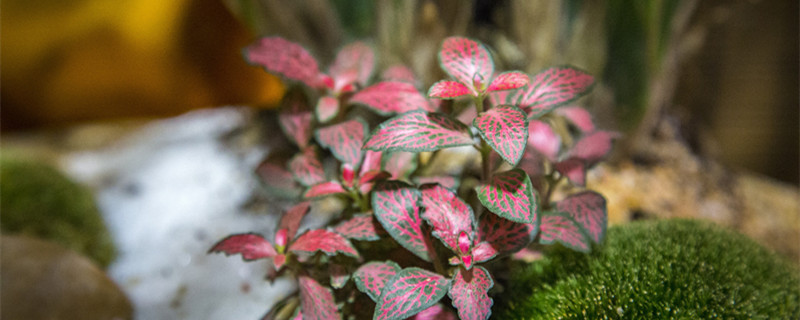 耐旱耐寒的庭院花卉有哪些 庭院花卉植物耐寒