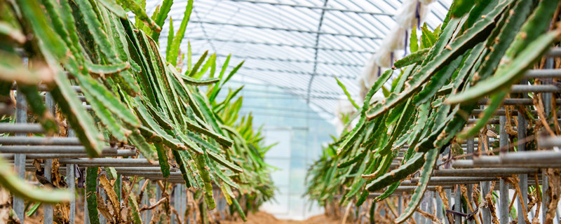 火龙果种子怎么种（火龙果种子怎么种植盆栽视频）