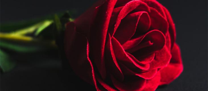 方德玫瑰和普通玫瑰的区别 方德玫瑰的特点