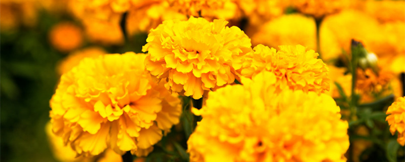 菊花什么时候开花（菊花什么时候开花什么时候凋谢）