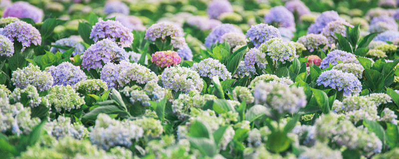 绣球花花语是什么(粉色绣球花花语是什么)