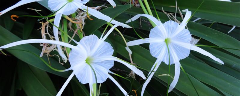 水晶兰的花语和传说 水晶兰 传说