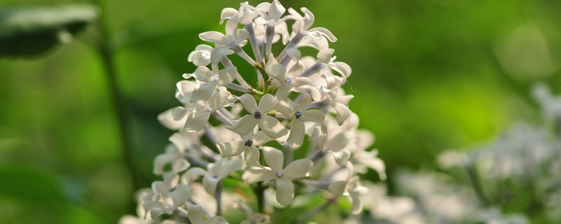 丁香几月开（丁香几月开放）