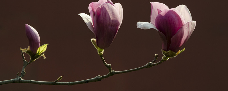 木槿花花语（木槿花）