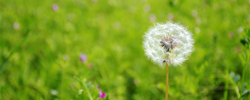 蒲公英的特点和一天开花的时间 蒲公英的开花时间与什么有关