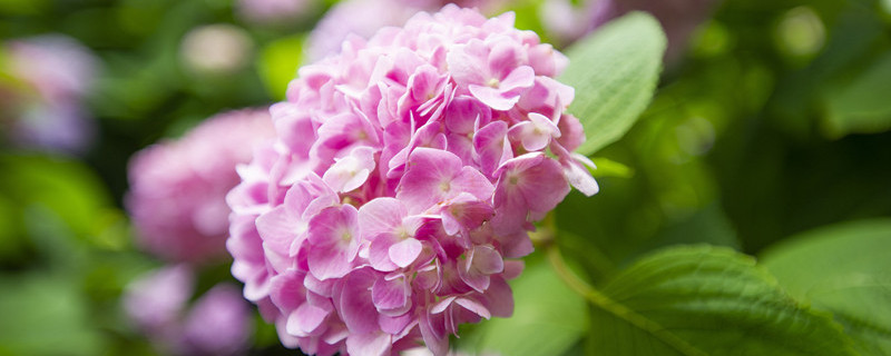 绣球花一年开几次花（绣球花一年开几次花花期多长）