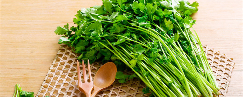香菜种子怎么种植(香菜种植时间)