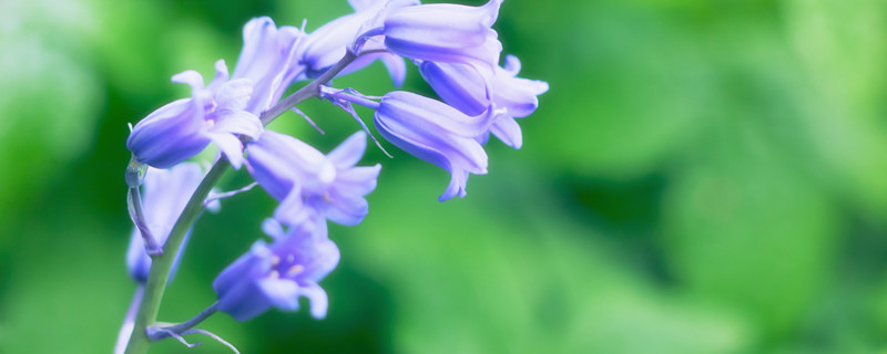 风铃草的花语是什么（白色风铃草的花语是什么）