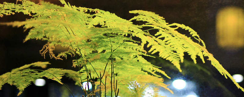 文竹能放在卧室吗（文竹能放在卧室里面吗）