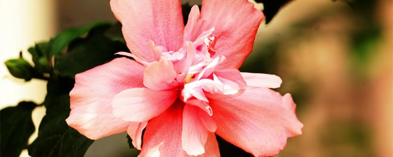 木棉花开的季节 木棉花开的季节说说