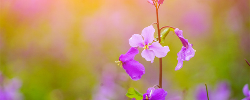 牡丹吊兰夏天可以晒太阳吗（牡丹吊兰喜欢阳光直晒吗）