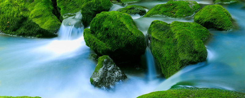 青苔怎样辨别方向 用青苔怎样辨别方向