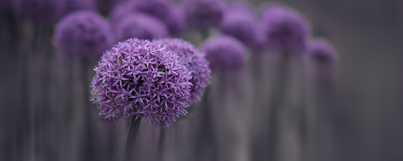 大葱花如何种植（大花葱 种植）