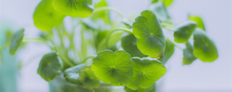 铜钱草怎么养（铜钱草怎么养水培）