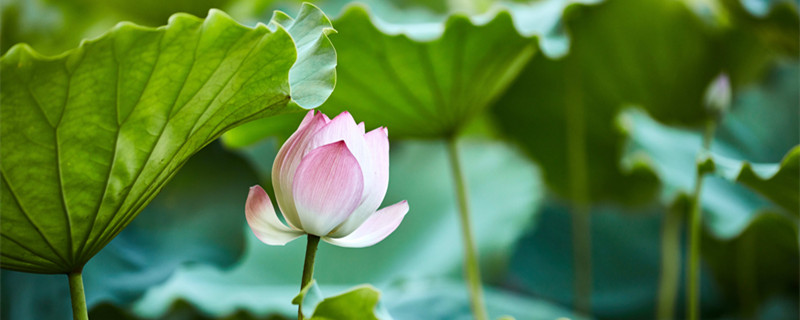 睡莲插花瓶里怎么养（睡莲插花瓶可以养多久）