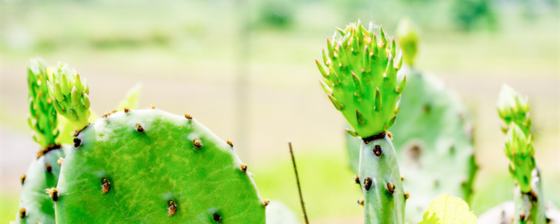 仙人掌开花代表什么 仙人掌开花代表什么数字